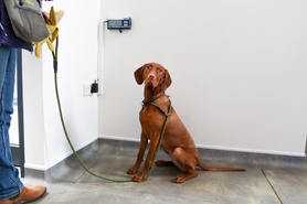 Change of Use, Veterinary Practice Project image