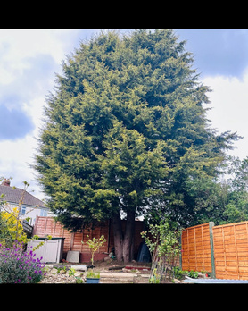 Large tree removal Project image