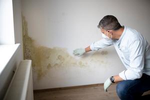Man in PPE inspects interior wall damp and mould