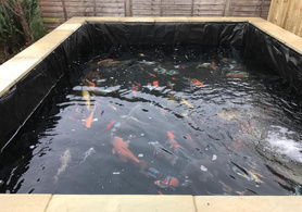 Pond Project image