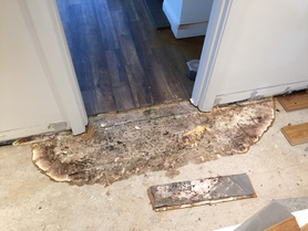 Dry Rot Project image